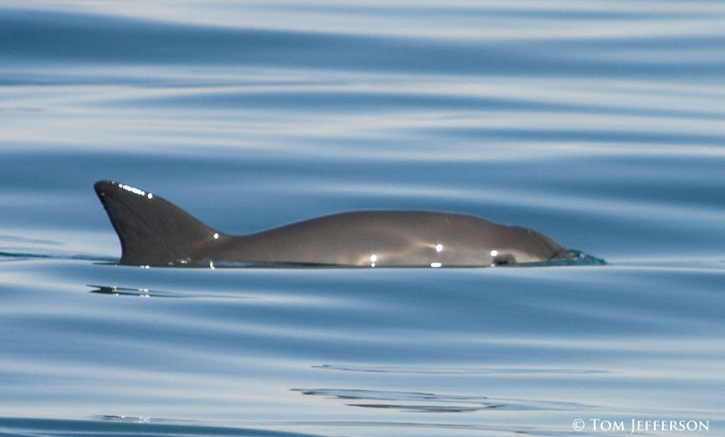ORCA_web's tweet photo. First ever #ExtinctionAlert issued by the @iwc_int Scientific Committee for the vaquita - with only 10 individuals remaining we must act now!

Read more here https://t.co/7HAAkQ1mJL

📸Tom Jefferson https://t.co/tbxsJKZWKo