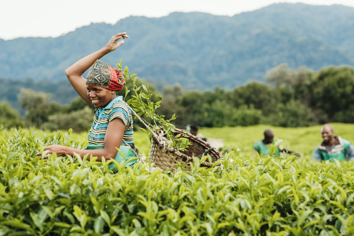 Delight in the rolling landscapes of Rwanda's tea &amp; coffee plantations, embark on thrilling safaris, or venture into the National Parks. 🇷🇼

Discover Responsible Tourism in Rwanda 👉 bit.ly/46YnDQq 

#GSRwanda #TravelAndTourism
<a href="/visitrwanda_now/">Visit Rwanda</a> <a href="/RDBrwanda/">Rwanda Development Board</a>