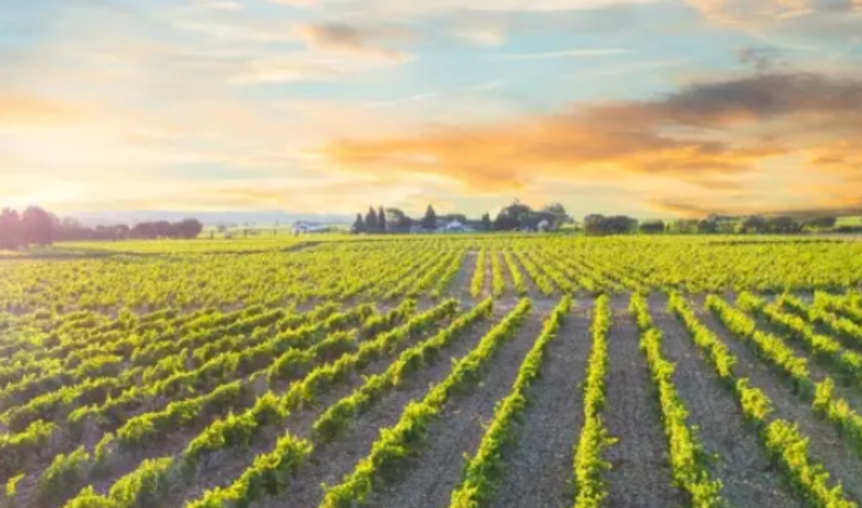La saison des #vendanges approche. De plus en plus de vignobles ont recours à des solutions de #biocontrôle pour protéger leurs vignes du #mildiou, de l'#oïdium et des ravageurs. En plus de diminuer les intrants, ces solutions permettent d'obtenir un raisin et donc un vin de