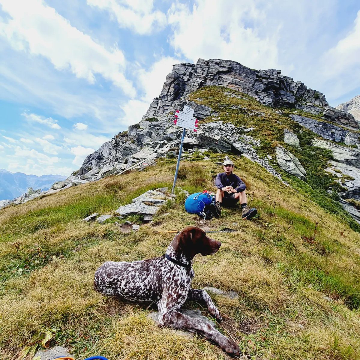 Help! Has anyone seen my well-trained #GermanShorthairedPointer #Pointer #huntingdog 'Baffo' in the alpine border region between #ValleFormazza, IT, and #ValleBavona, CH? If so, let me know immediately. His microchip no. is: 981020000806789 #doglost #lostdog #huntingdoglost