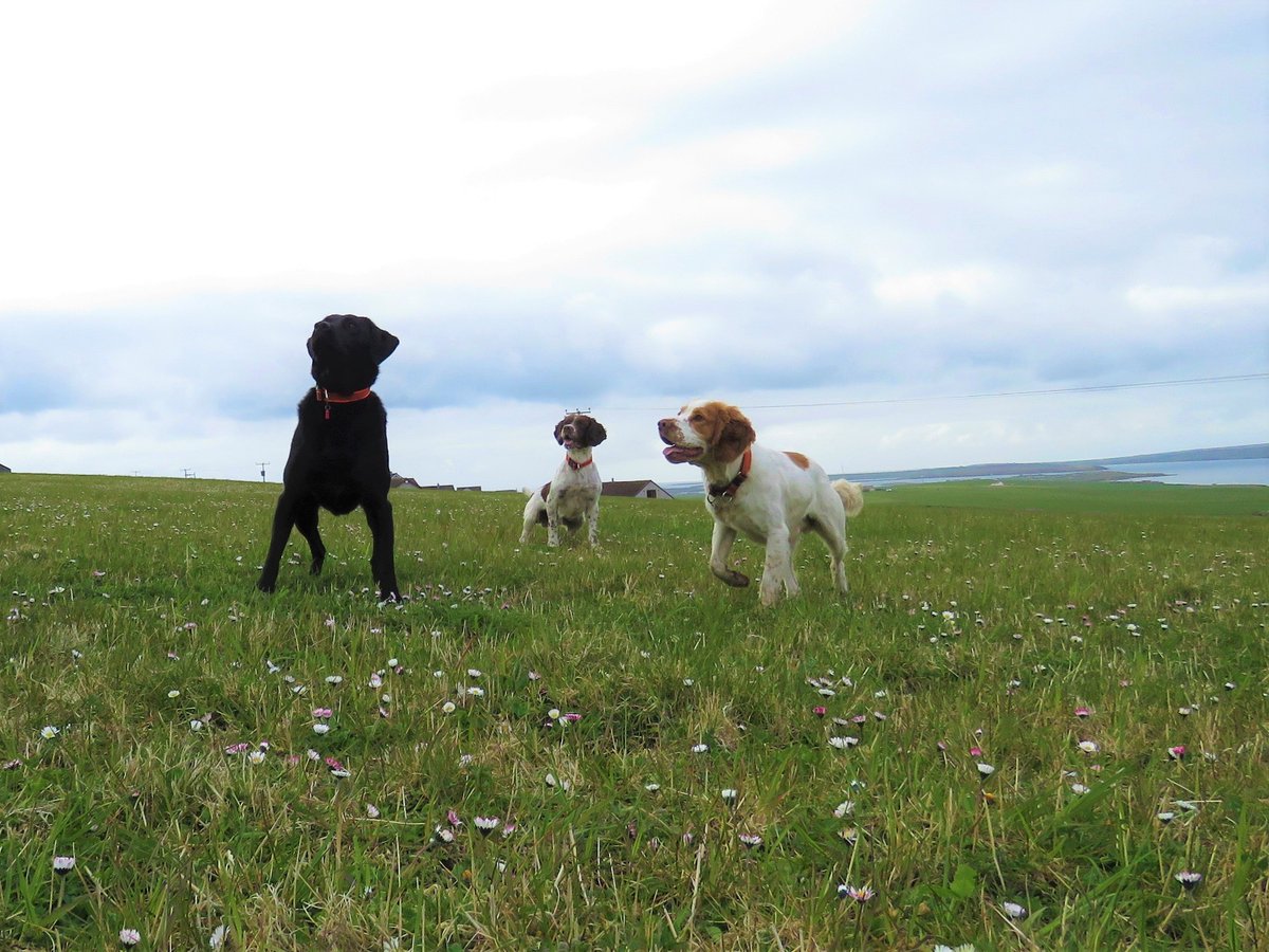 Kryus is proud and honoured to support ONWP in the training of new dogs and handlers for Orkney - to join these three Amigos who are already doing a fantastic job