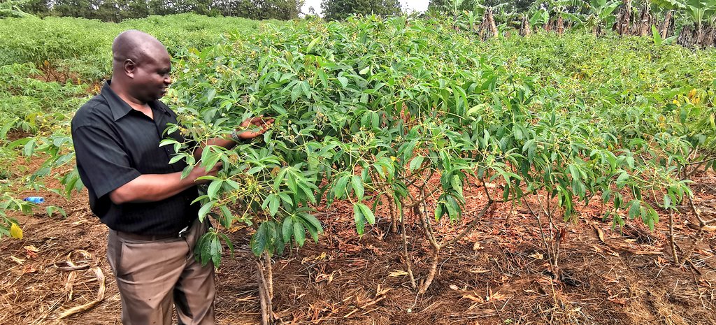 James Legg tweet media