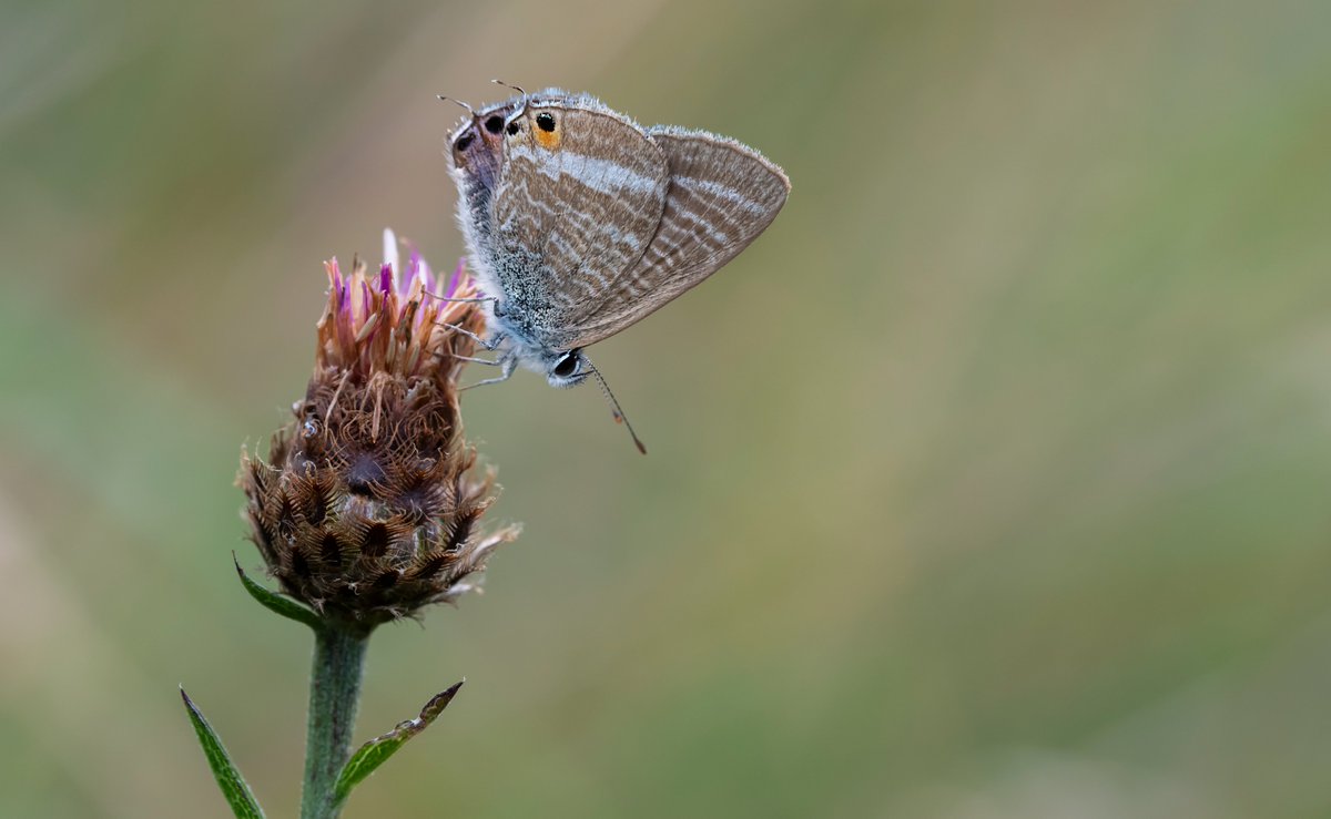 @lisagsaw was one side of the butterfly, and I was the other side, as after 40 odd minutes of watching him land on various perches, he finally landed on this Knapweed giving us a more pleasing photo. A male Long-tailed Blue. @sdnpa @SussexWildlife @BCSussex