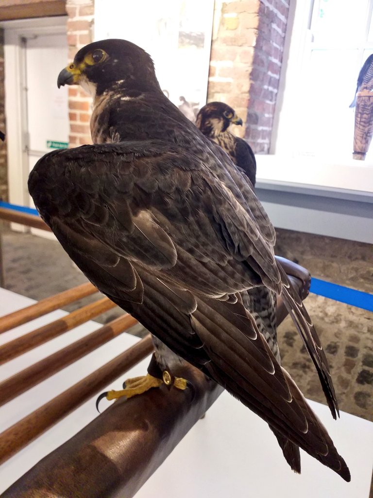 phoenixparkOPW's tweet photo. The @phoenixparkOPW was delighted to host a talk by Gary Timbrell of @iaf_falconry as part of @HeritageWeek The conservation of the Peregrine Falcon in midst of #DDT declines in the 20th Century began with captive breeding by falconers ! Why not visit the exhib for more details ! https://t.co/EuQBMpLCUw