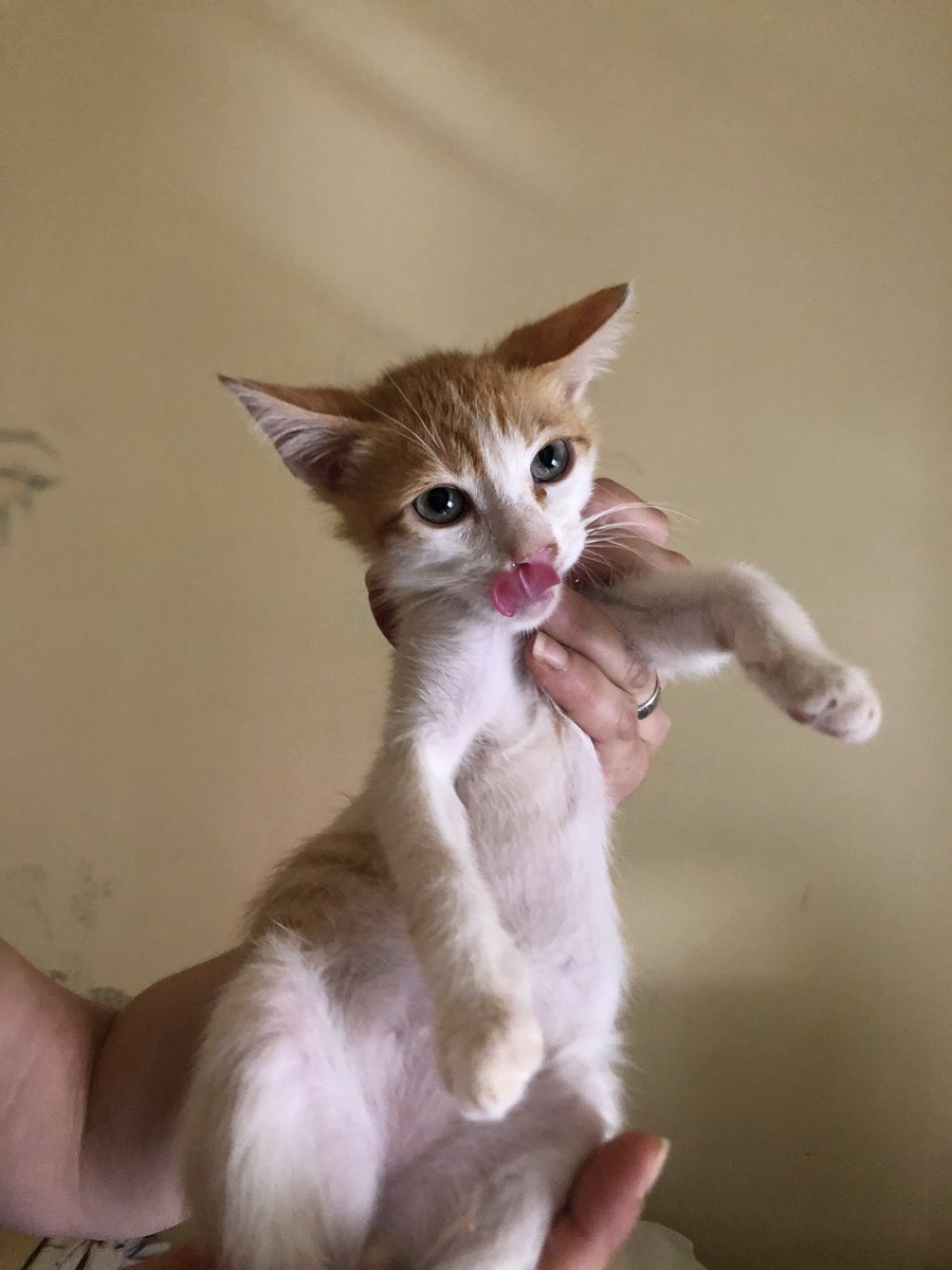 BigotisSos's tweet photo. L'Indi, mascle, i la Furry, femella, tenen 3 mesos i mig, i són negatius en leucèmia i immunodeficiència felina. 🩵És troben en adopció conjunta.🩵
👉🏻Si estàs interessat en ells escriu-nos al 611 262 013🐾
#XarxaLleidaAdopcions #XarxaBarcelonaAdopcions #XarxaCatalunyaAdopcions https://t.co/Fu1aqW6c3B