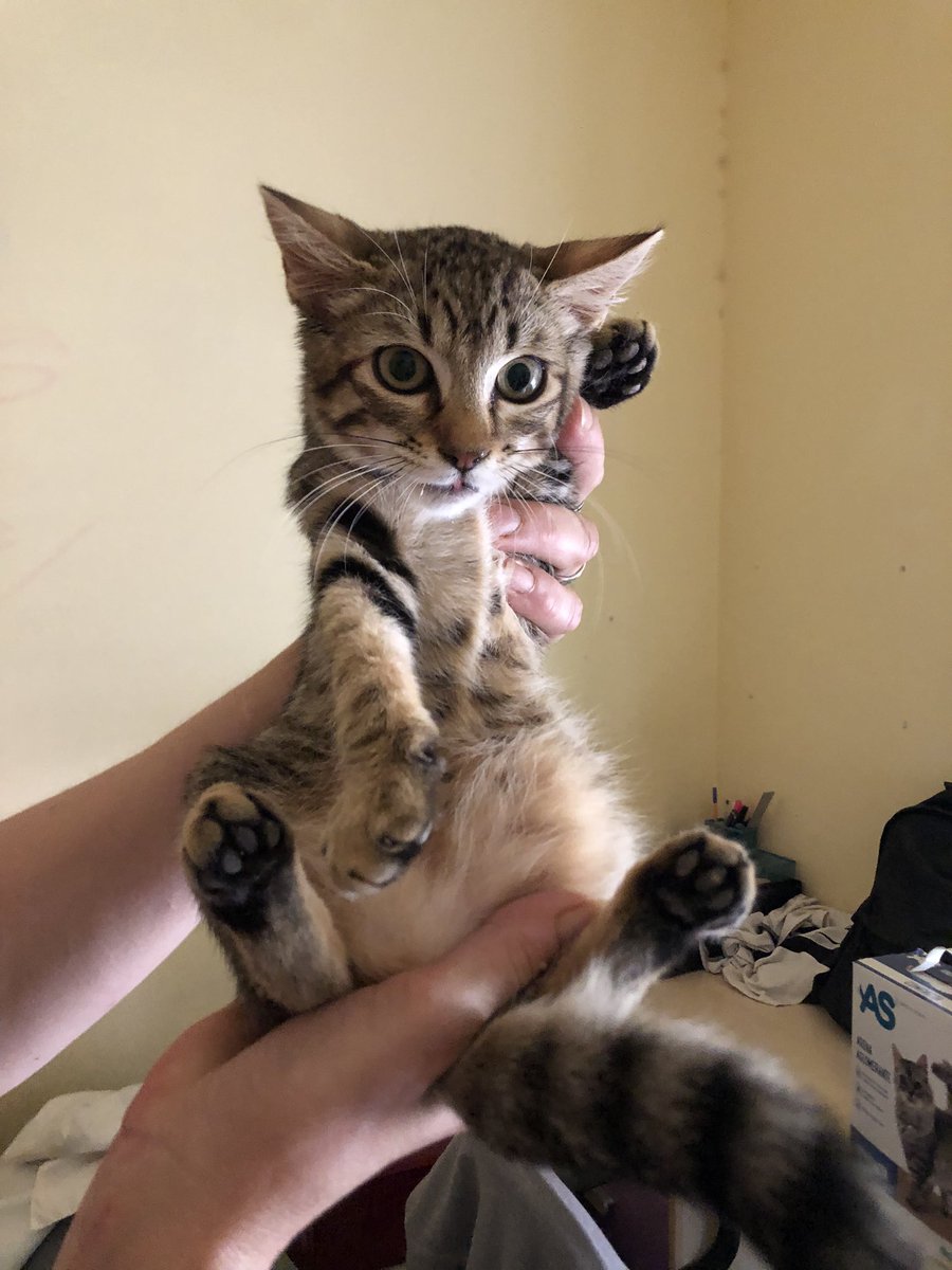 BigotisSos's tweet photo. L'Indi, mascle, i la Furry, femella, tenen 3 mesos i mig, i són negatius en leucèmia i immunodeficiència felina. 🩵És troben en adopció conjunta.🩵
👉🏻Si estàs interessat en ells escriu-nos al 611 262 013🐾
#XarxaLleidaAdopcions #XarxaBarcelonaAdopcions #XarxaCatalunyaAdopcions https://t.co/Fu1aqW6c3B