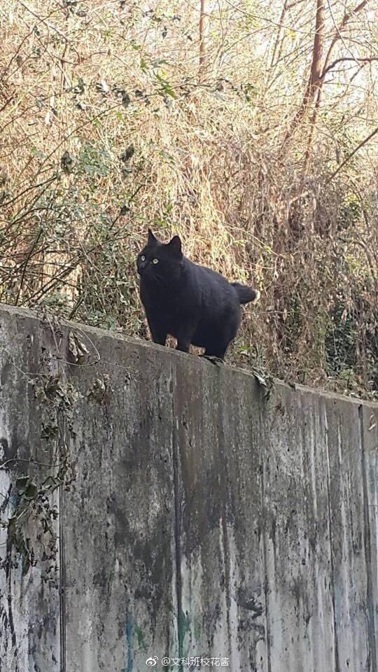 ulat_bulu_bulu's tweet photo. Chomk, dark, handsome. https://t.co/0VsQupSYx1
