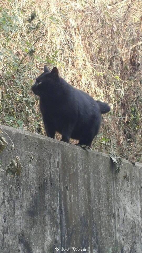 ulat_bulu_bulu's tweet photo. Chomk, dark, handsome. https://t.co/0VsQupSYx1