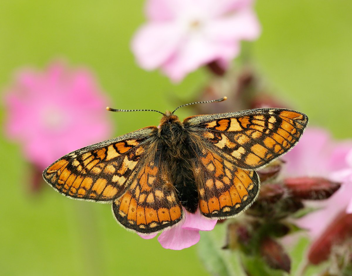 Good news for the threatened Marsh Fritillary in Dorset! 🦋 Over 500 caterpillar webs have been found during an annual survey at Lankham Bottom reserve - the highest number ever recorded on this site. Read the full story 👉 butrfli.es/3KVdA4W 📷: Iain H Leach (1/5)