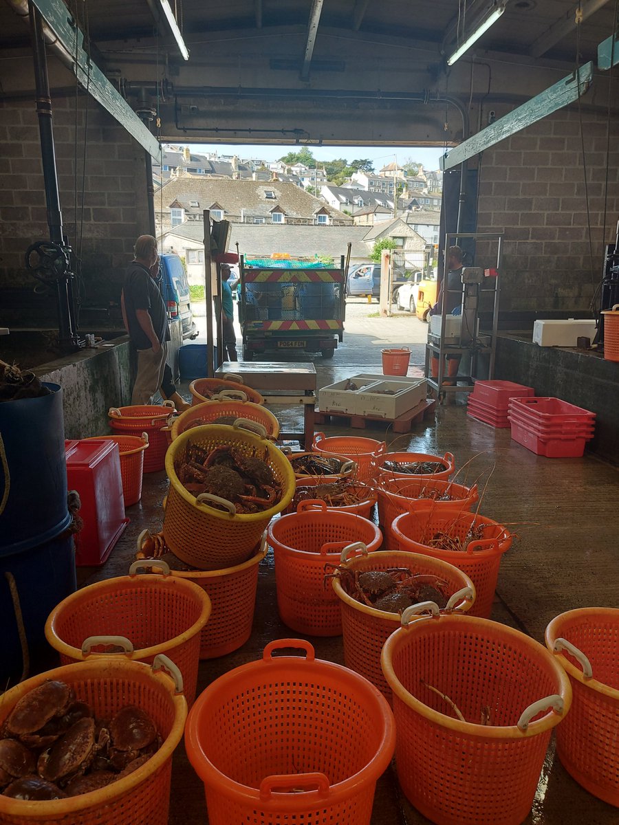 wharveyandsons's tweet photo. Another busy day in the office! Enough buckets to make you go dizzy 😵‍💫

#wharveyandsons #shellfish #cornishshellfish https://t.co/TkIv3UA1hA