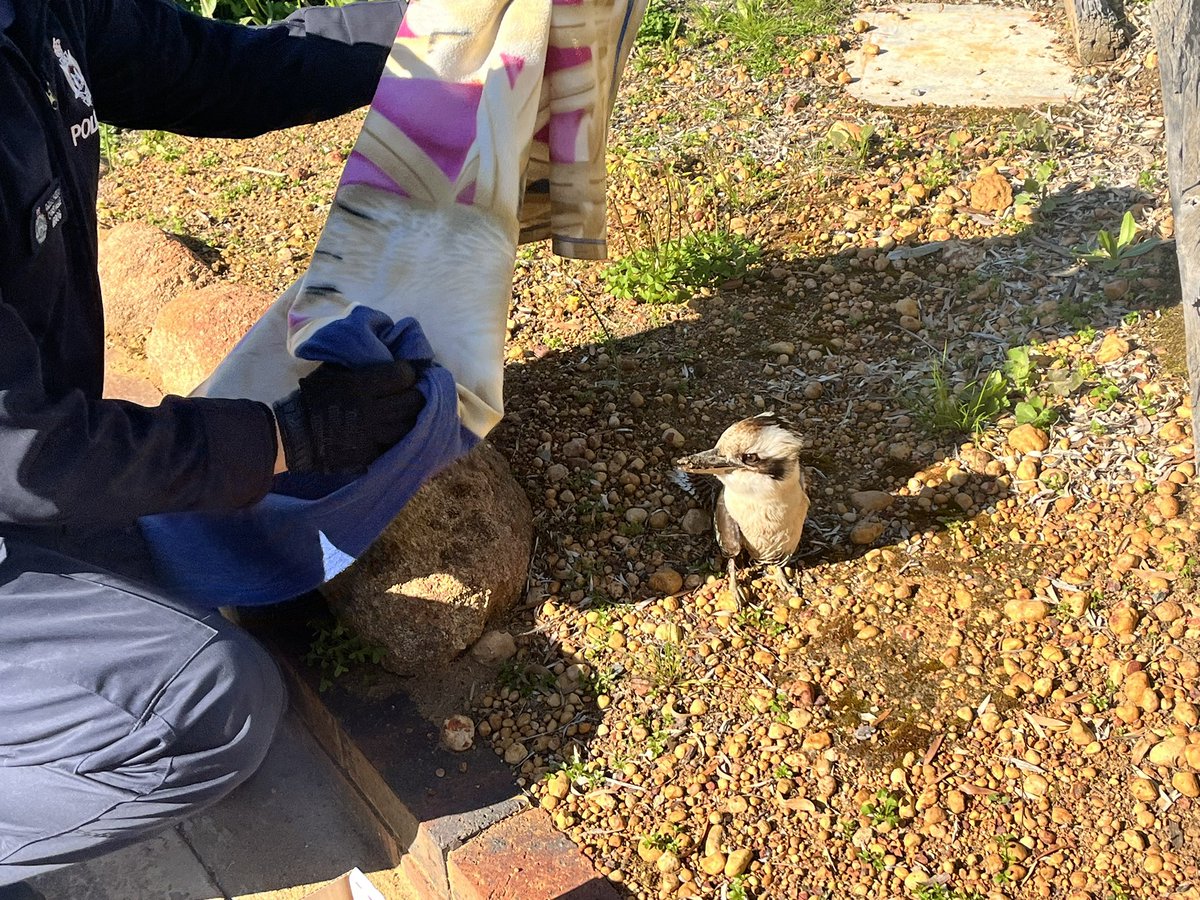 PingellyPol's tweet photo. This Kookaburra wasn’t laughing when it called into the Pingelly  Police Station  today. # fb https://t.co/3m489OJ8VE