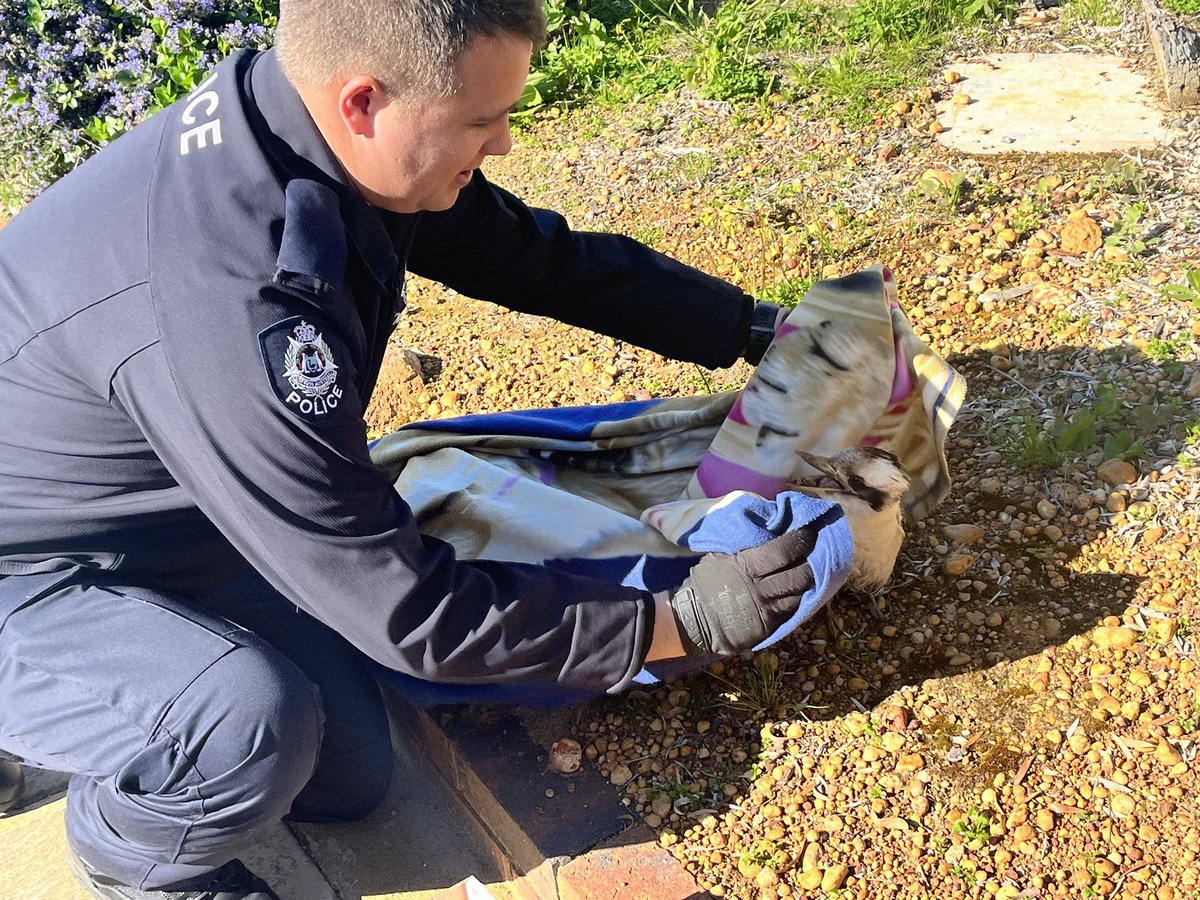 This Kookaburra wasn’t laughing when it called into the Pingelly  Police Station  today. # fb