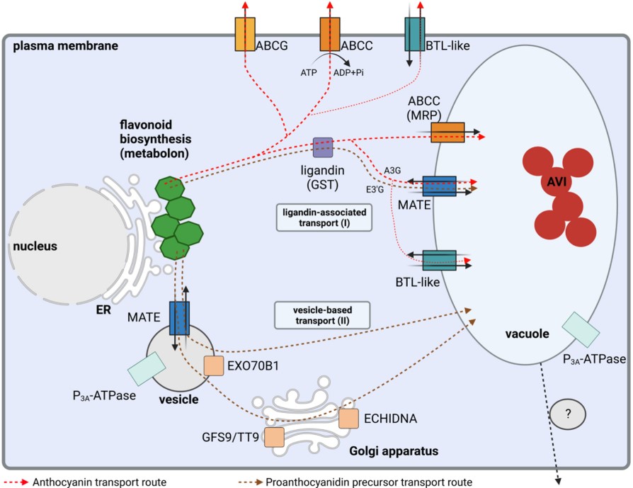 Plants_MDPI's tweet image. Editor's Choice Article #plants_mdpi #reviewpaper

"Biochemistry and Molecular Basis of Intracellular Flavonoid Transport in Plants"

by Boas Pucker and Dirk Selmar

👉 lnkd.in/gaJZ-Wgz

Published: 1 April 2022
Views: 9920
Citation: 12

#flavonoids #metabolites