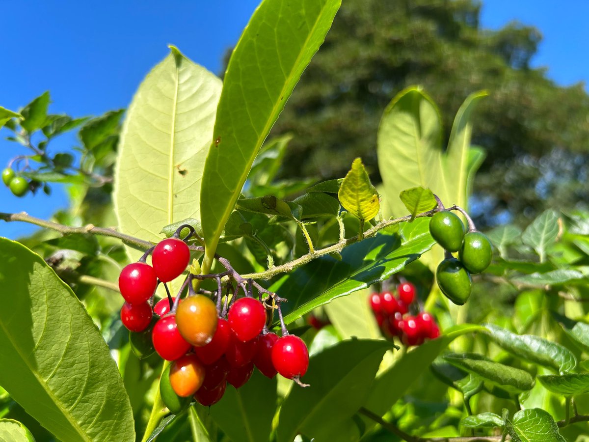 Lunch for the birds! #thursdaymorning #Lunchtime #berries #naturelover #birds #August23