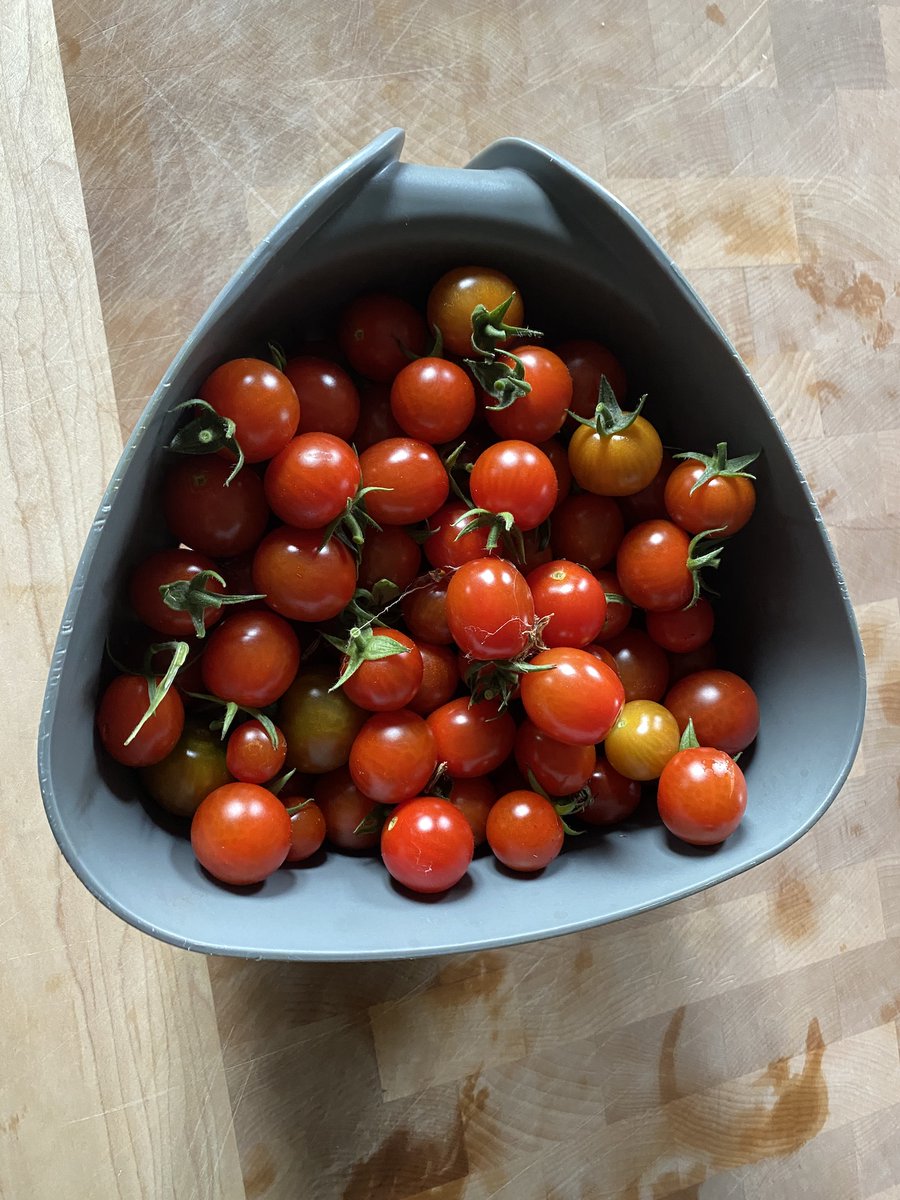 Today's cherry tomato haul (the bowl's much deeper than it looks) and we already have a similar amount from earlier in the week. Guess I need to make some roast tomato sauce for the freezer now. Anyone got a good recipe?