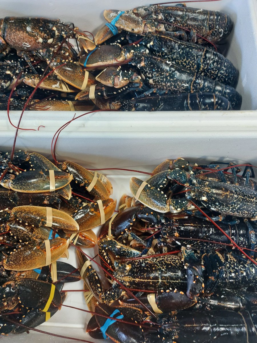 Look at these beauties 😍🦞 #lobster #freshlobster #wharveyandsons #freshshellfish