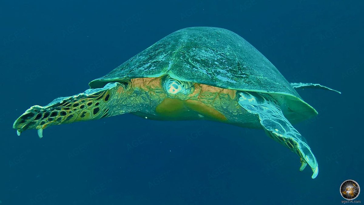 Diving in Komodo Nationalpark Indonesia ... enjoy sea Sea Turtles, Manta Rays, Moray Eels and many more ...
agetm.com/en/holiday/Asi…
The Komodo National Park is also the Home of the Komodo dragons, the last dinosaur of our time. #seaturtles #MantaRays #Indonesia  #Diving #Komodo