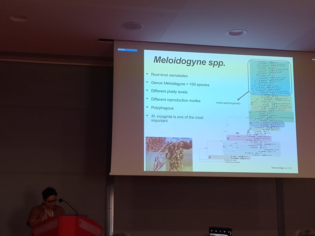 Valeria_orl7's tweet photo. Second presentation is about genomic variation associate to Mi-1 resistance breaking down by M. incognita, presented by Ana Zotta Mota from INRAE, France
@icpp2023 #rootknot #nematodes 
#resistance #SNPs https://t.co/KRoRXKAAm2