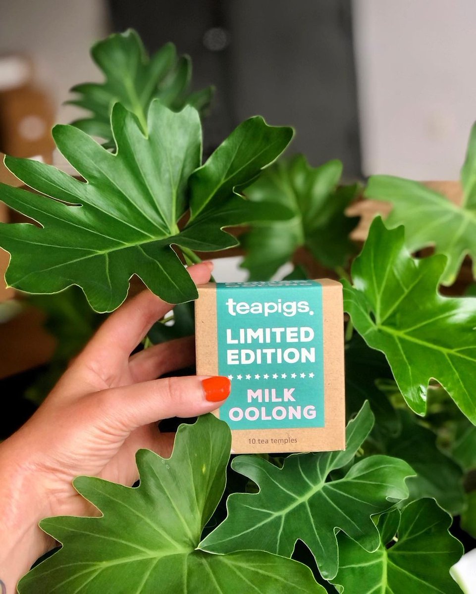 teapigsHK's tweet photo. ⁠🥛✨Milky dreams come true!🌿✨ Our beloved Milk Oolong is back in stock and ready to whisk you away on a creamy, mellow, and sweet tea adventure. The best part? It's dairy-free! ❌🥛⁠

Refresh your tea collection today🍵💫 

https://t.co/A8SGN4BOn1 https://t.co/TNOuZaiXdJ