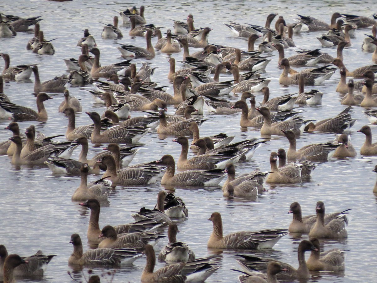 By 2050, climate change is expected to cause major seed dispersal disruption due to 60% decline in breeding range of pink-footed geese @CoDisperse @ecfricke @haldre1 @AnnaTraveset @WWTconservation @WWTMartinMere @BESClimate @_AEET_ @WetlandsInt @UoM_EES doi.org/10.1111/jbi.14…