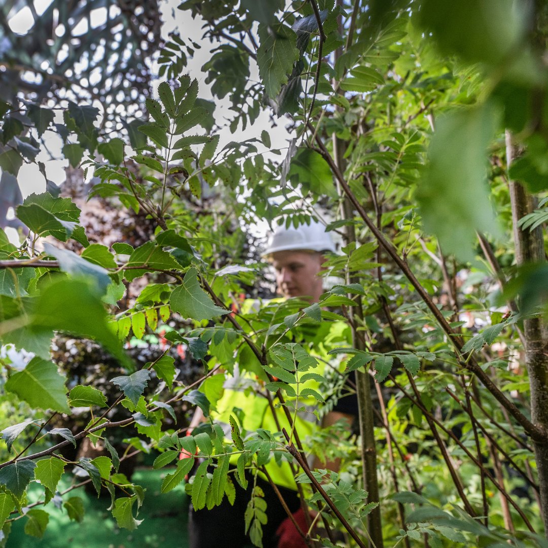 A year on, we're reminiscing about the transformation of Victoria Square for #PoliNations🌱🌼 

Designed by medal winners of the RHS Chelsea Flower show, Chris and Toby Marchant, they planted over 6000 plants to bring the square to life.

What was your favourite plant?🌺🌳