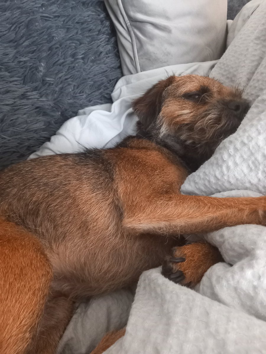 Kobe Border Terrier tweet media