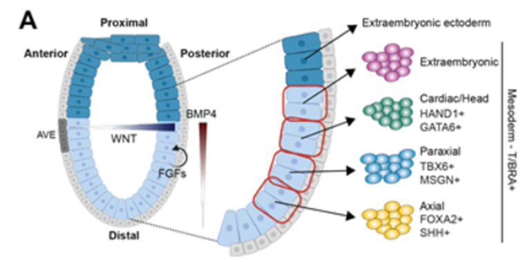 Biology Open (@biologyopen) on Twitter photo A recently published Research Article from <a href="/Marina_1765_/">Marina Gattiglio</a> and colleagues reveals how mesodermal cell types are determined during gastrulation through the signaling systems BMP and FGF🧫🔬 Read the full #OpenAccess 🔓 Research Article here: journals.biologists.com/bio/article/12… A recently published Research Article from <a href="/Marina_1765_/">Marina Gattiglio</a> and colleagues reveals how mesodermal cell types are determined during gastrulation through the signaling systems BMP and FGF🧫🔬 Read the full #OpenAccess 🔓 Research Article here: journals.biologists.com/bio/article/12…