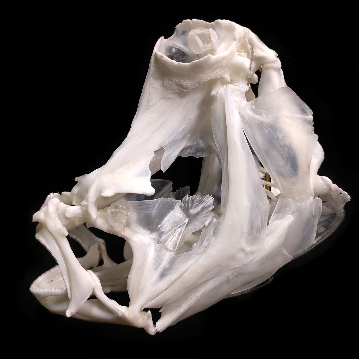 P9xutg8HqMVr5Qg's tweet photo. Flowery Flounder skull,wide eye spacing flounder
#skull #fishskull #fishskeleton https://t.co/h3F2o8oaDO