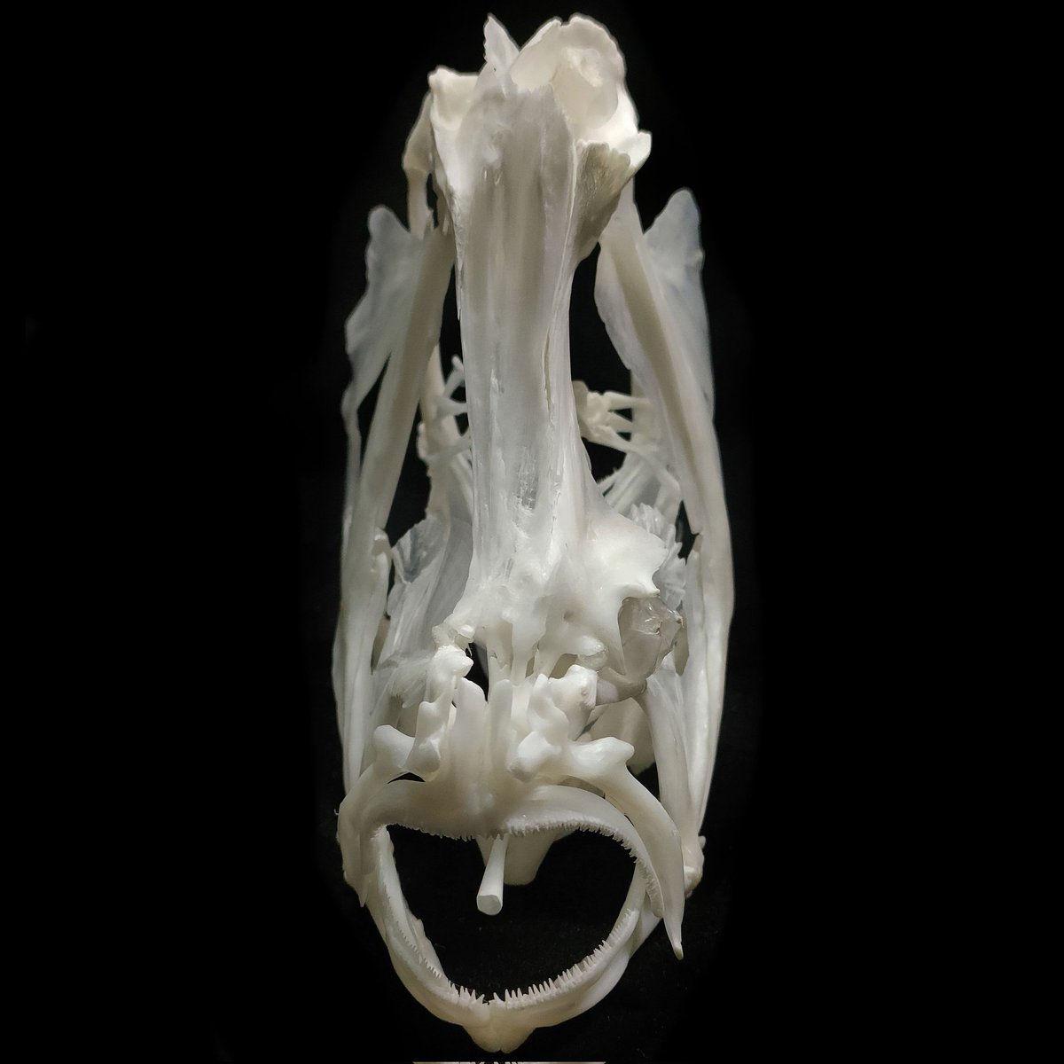 P9xutg8HqMVr5Qg's tweet photo. Flowery Flounder skull,wide eye spacing flounder
#skull #fishskull #fishskeleton https://t.co/h3F2o8oaDO