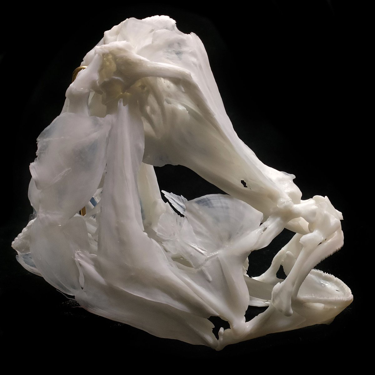 P9xutg8HqMVr5Qg's tweet photo. Flowery Flounder skull,wide eye spacing flounder
#skull #fishskull #fishskeleton https://t.co/h3F2o8oaDO