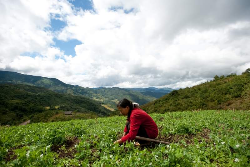icimod's tweet photo. Are you passionate about #agriculture & the #environment?  Calling all young minds to be part of a dynamic workshop – 'Youth in #Agroecology.'

Explore #ClimateResilient farming techniques, interact with local #farmers, & gain insights from experts.

#Apply now 👉https://t.co/JEjhrQjOZ0

#ResilientCommunities #MovingMountains @GRAPE_Programme @giz_gmbh