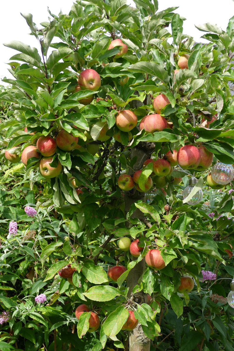 Week 4 #beau_gustus heeft het thema #oogst Dat duurt niet lang meer met mijn appeltjes 🤩