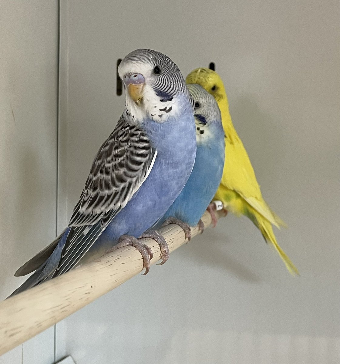 We have some beautiful colours in our baby budgies. Open til 4.30pm today <a href="/Widnes_Market/">Widnes Market</a>