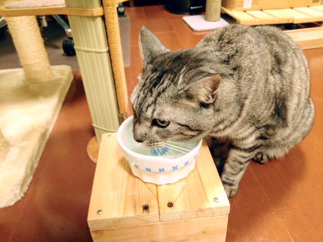 家の中に他に誰かいるのかもと思ってめちゃめちゃ怖かった。お盆だったしすわホラー展開か!?とも思った。 二枚目の猫氏は上手に飲めてる猫氏。
