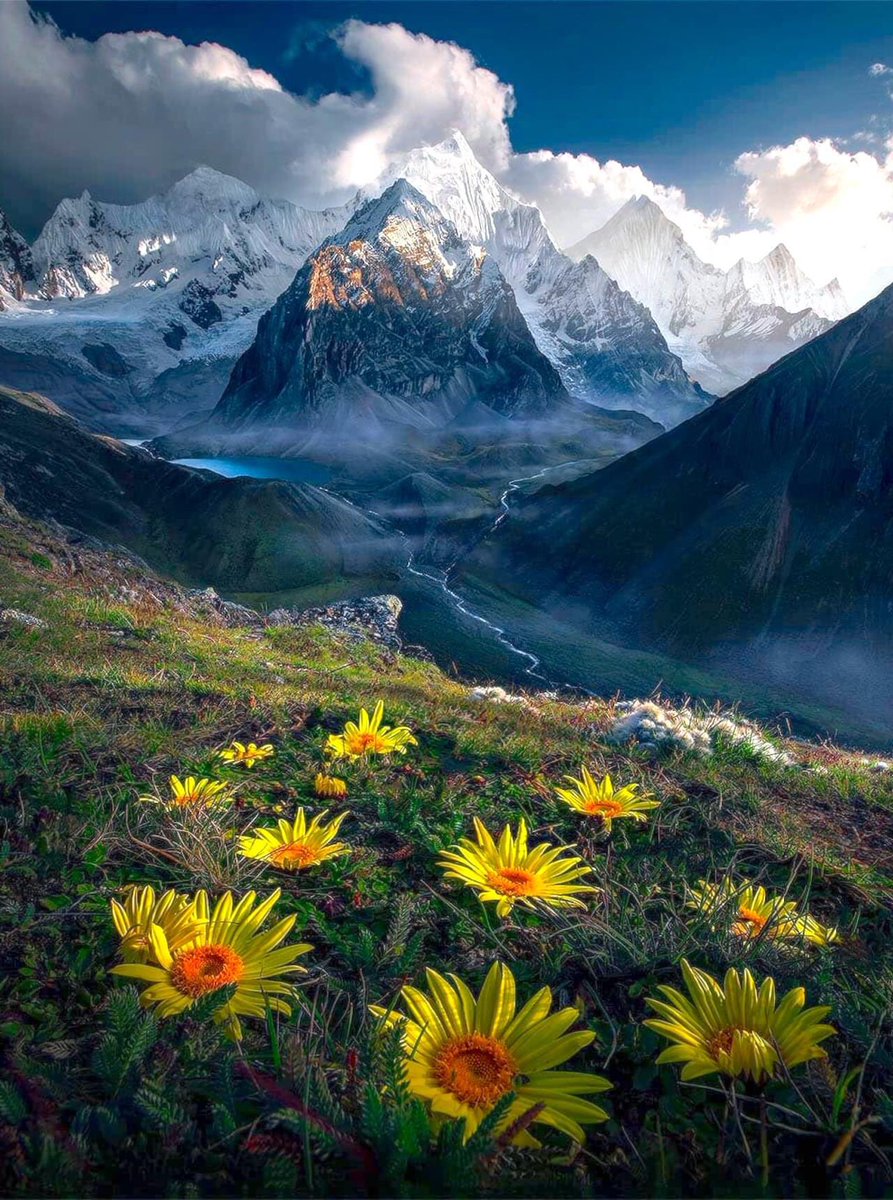 ViralTodayX's tweet photo. Wild flowers in Cordillera Huayhuash, Peru 🇵🇪 https://t.co/tTOQdIMKjo