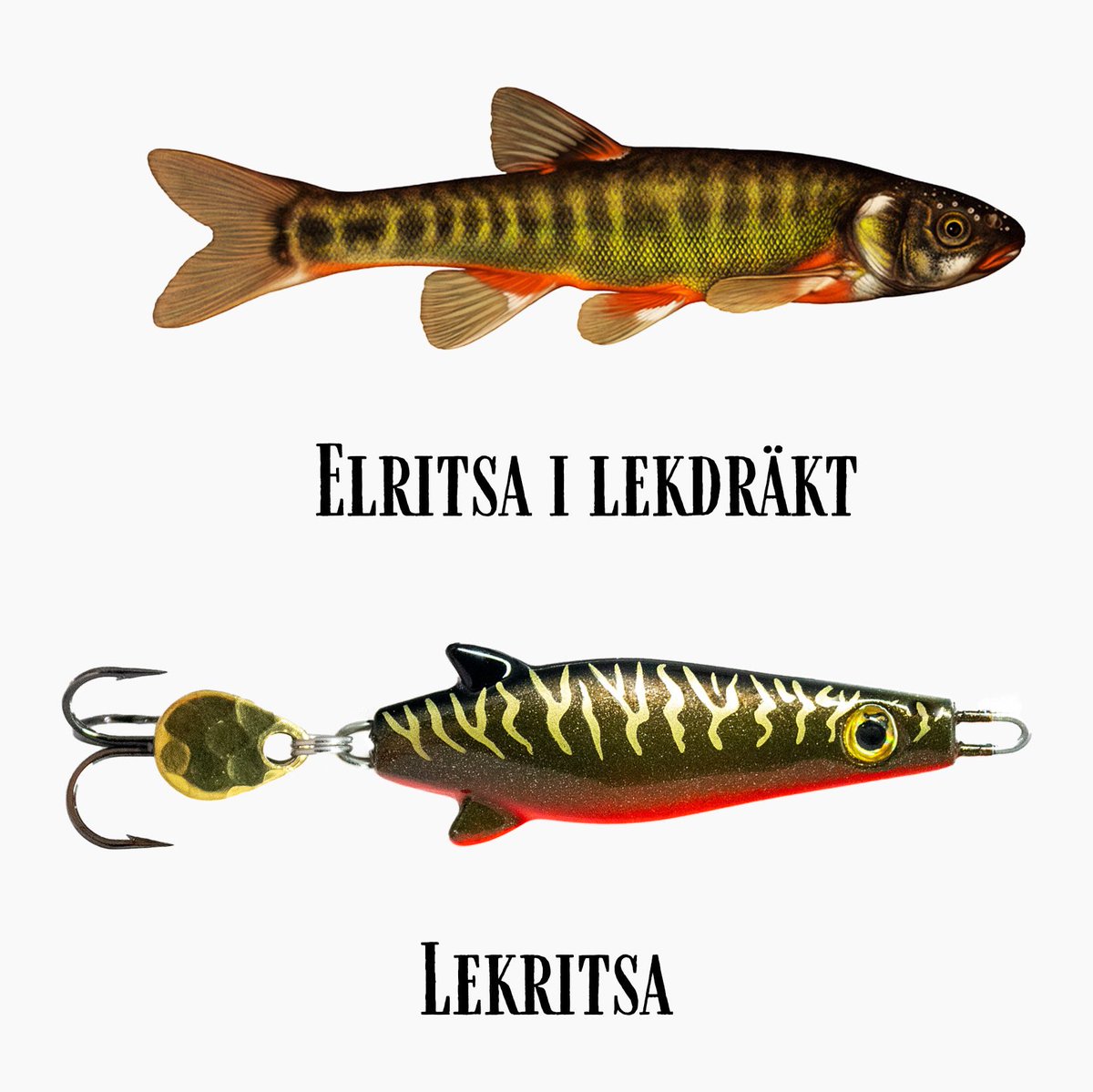 Elristan är öringens favorit-mat. Speciellt under försommarmånaderna Maj-Juli då elritsan leker och hanarna får en knallröd buk.   Därför har vi skapat just den här färgen av Boombeb: Lekritsan.   MUMS MUMS Säger öringen!  BOOM 💥 säger det i dina fiskegrejer!