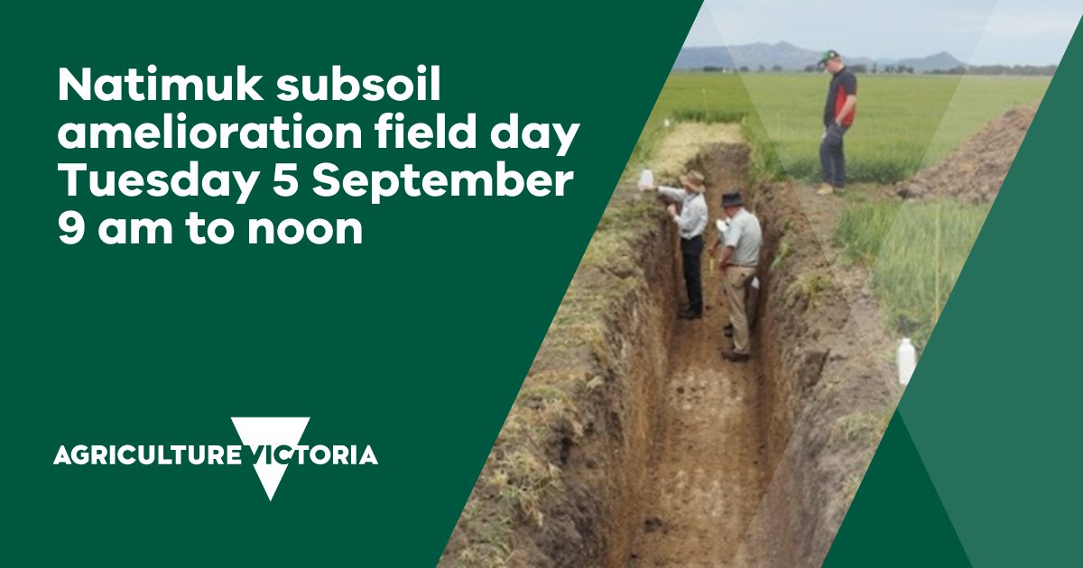 VicGovAg's tweet photo. πGet your hands dirty at our #Natimuk #subsoil amelioration field day on 5 September. Visit our Events page to learn more https://t.co/HBO8Jji91p register here: https://t.co/f3uMtz1iyB @BCG_Birchip @GRDCSouth @DAFFGov
#Soil #Biodiversity #FieldCrops #AgTwitter #Wimmera #Mallee https://t.co/8BrTzDZ3ne