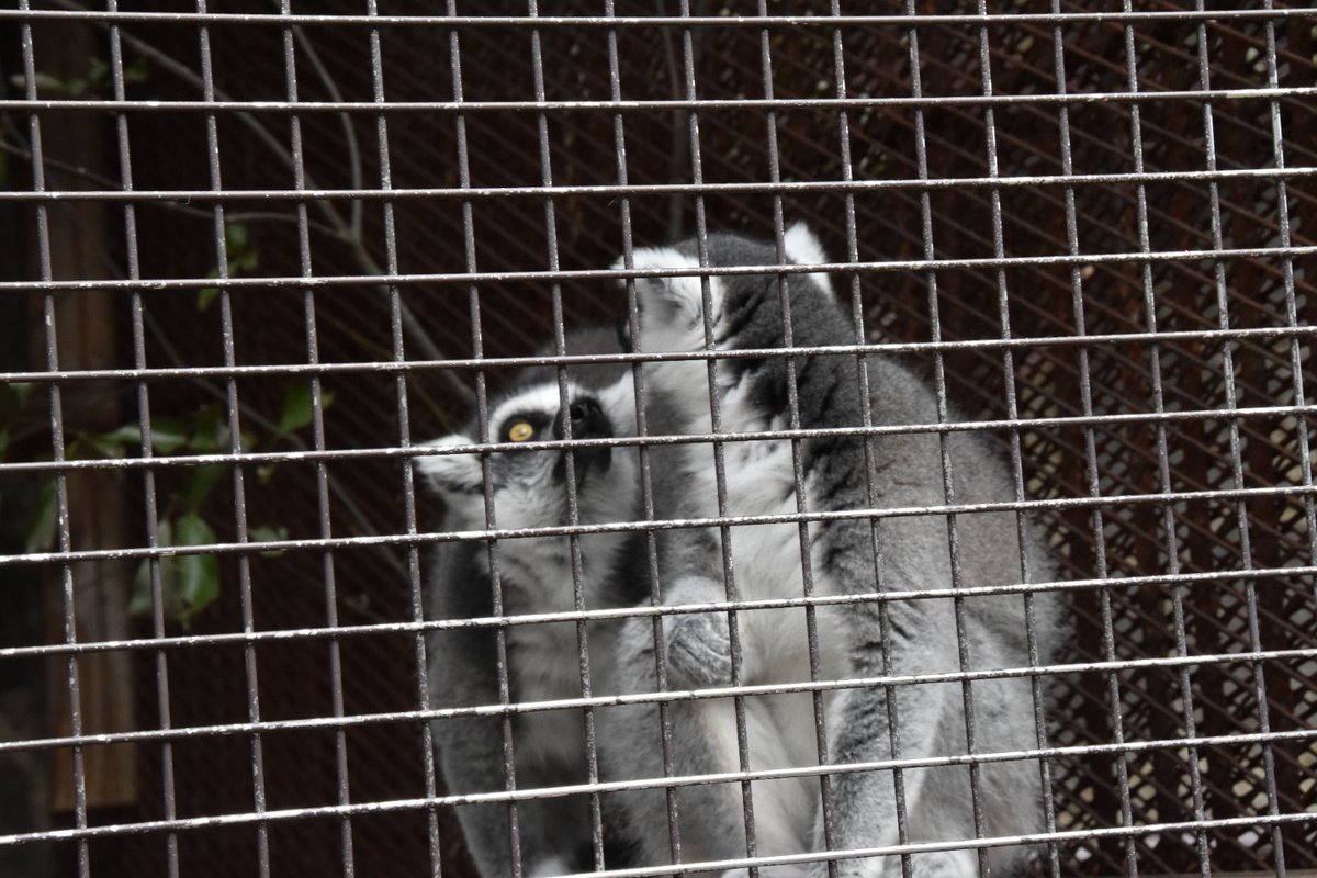 tanabata_box's tweet photo. にらめっこ

#photography 
#カメラ女子
#写真好きな人と繋がりたい 
#ファインダー越しの私の世界
#動物園
#リスザル https://t.co/JtJiGqX2UJ