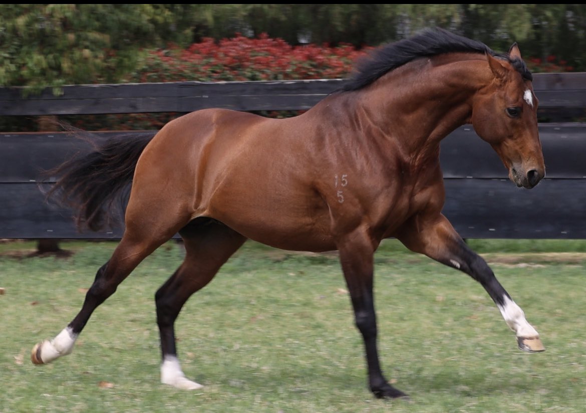 CaroSearcc's tweet photo. Spring is nearly sprung and The Autumn Sun’s are ready to run! Just loved catching up with this absolute fav @ArrowfieldStud today ❤️ A racetrack champion &amp; stunning stallion .. soon on Bred To Win! @SkyRacingAU 🥰😍🐎🎥 https://t.co/f1YtP3CO4O