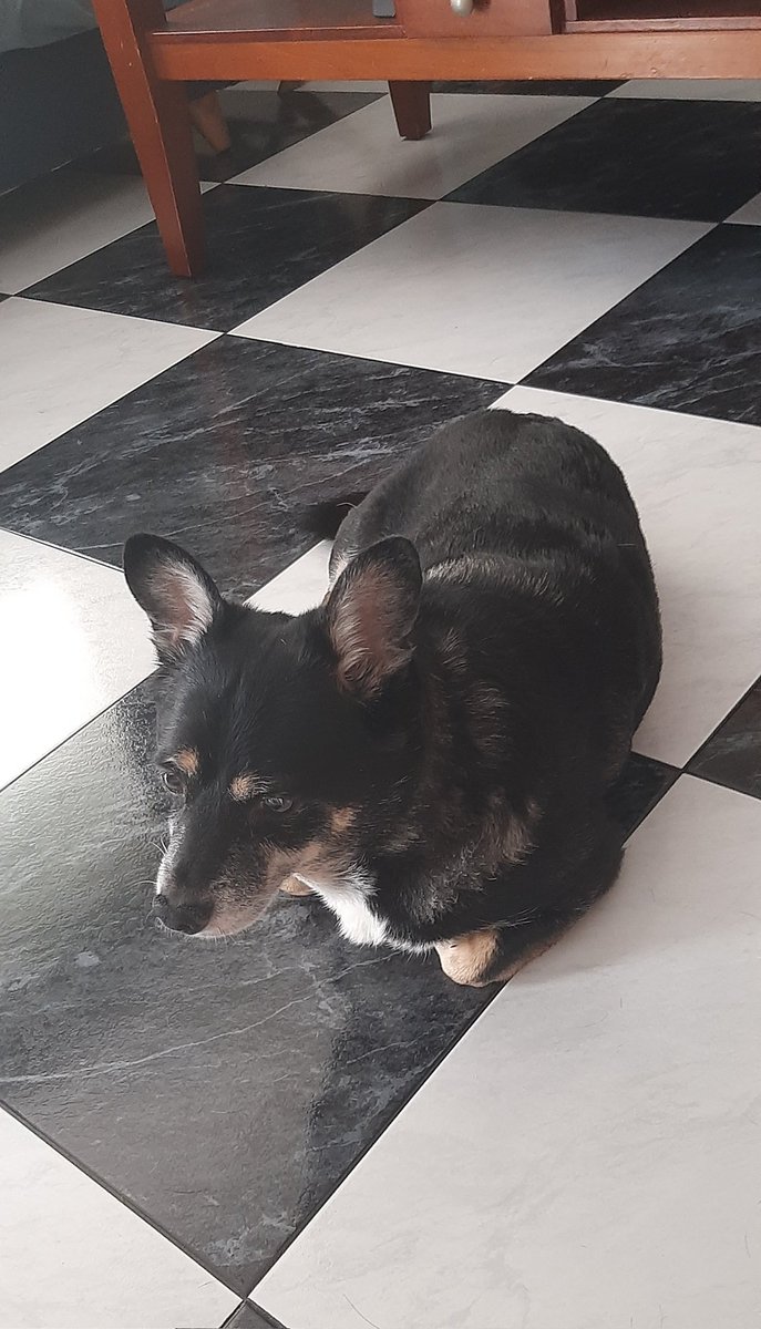 ArtSoritha's tweet photo. Se quedo sin patitas! Es un bollo, un pan bimbo 🍞 https://t.co/xC7cioNckl