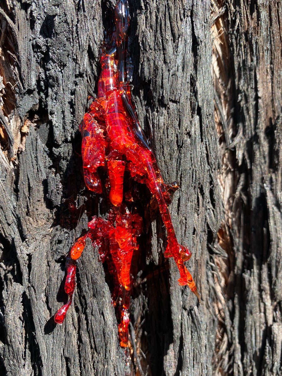 tequilarebel's tweet photo. Today wasn't too sapping in #Beowa National Park to the South of #Eden on the Far South Coast of #NSW. #WildOz https://t.co/PTHjR8s4Vl