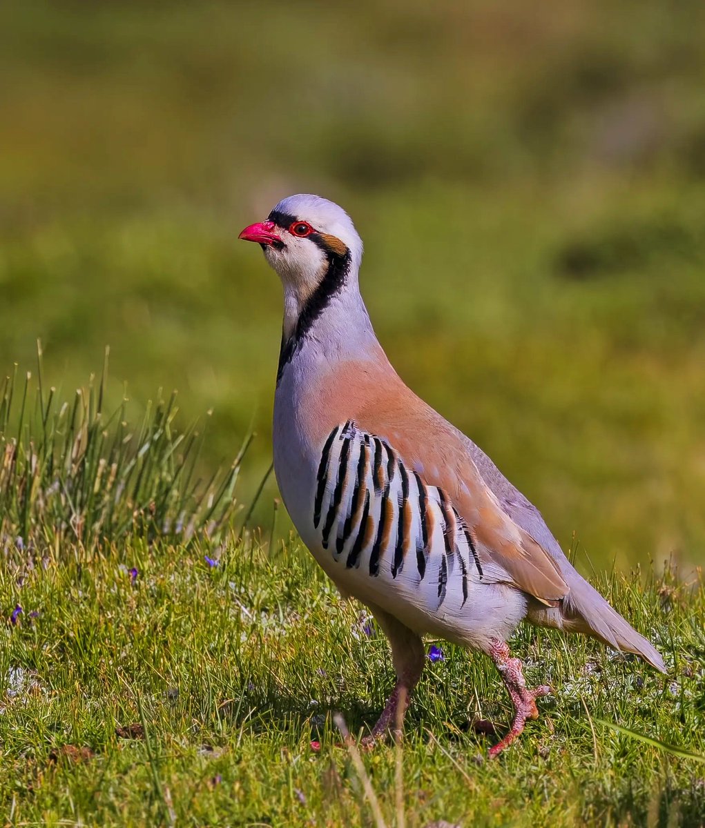 •••Chukar•••

It holds the distinction of being the National bird of both Pakistan and Iraq, with its name originating from "chakor" in Sanskrit.

#birdphotography #BirdTwitter #NaturePhotography #birdsofindia  #TwitterNatureCommunity  <a href="/IndiAves/">IndiAves</a>