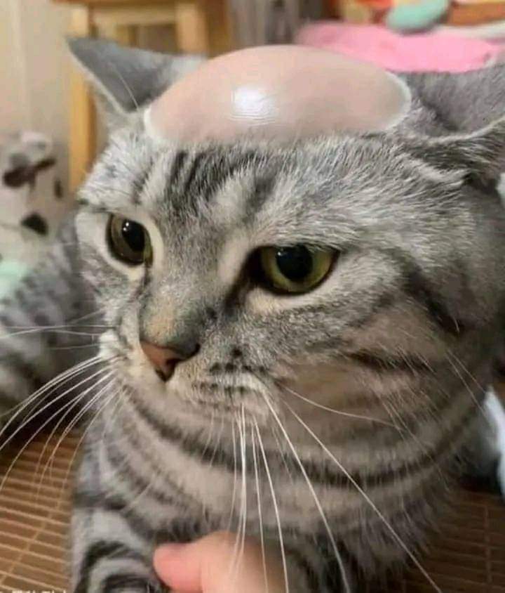 kochengfs's tweet photo. anak 🐈 pertama minta nikah sama mikasa
anak kedua minta pacaran sama jisoo
anak ketiga minta aerox
istri minta ke cappadocia
bapak:
https://t.co/HhBoRMAaHR