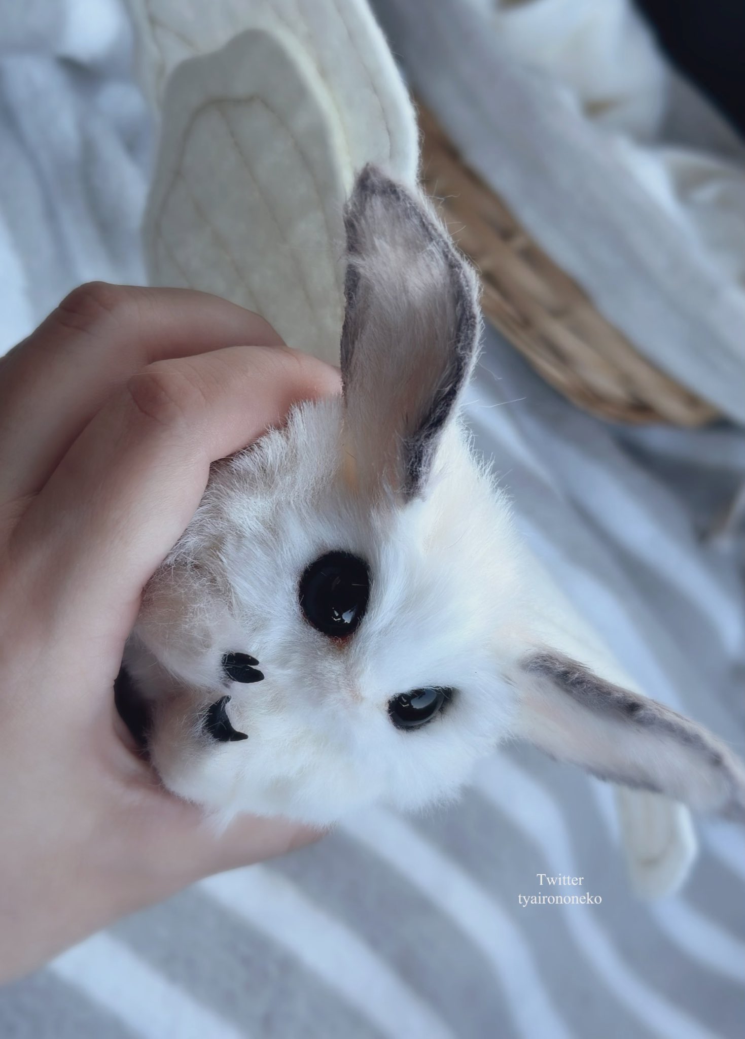 茶々 on X: 茶々 on X: