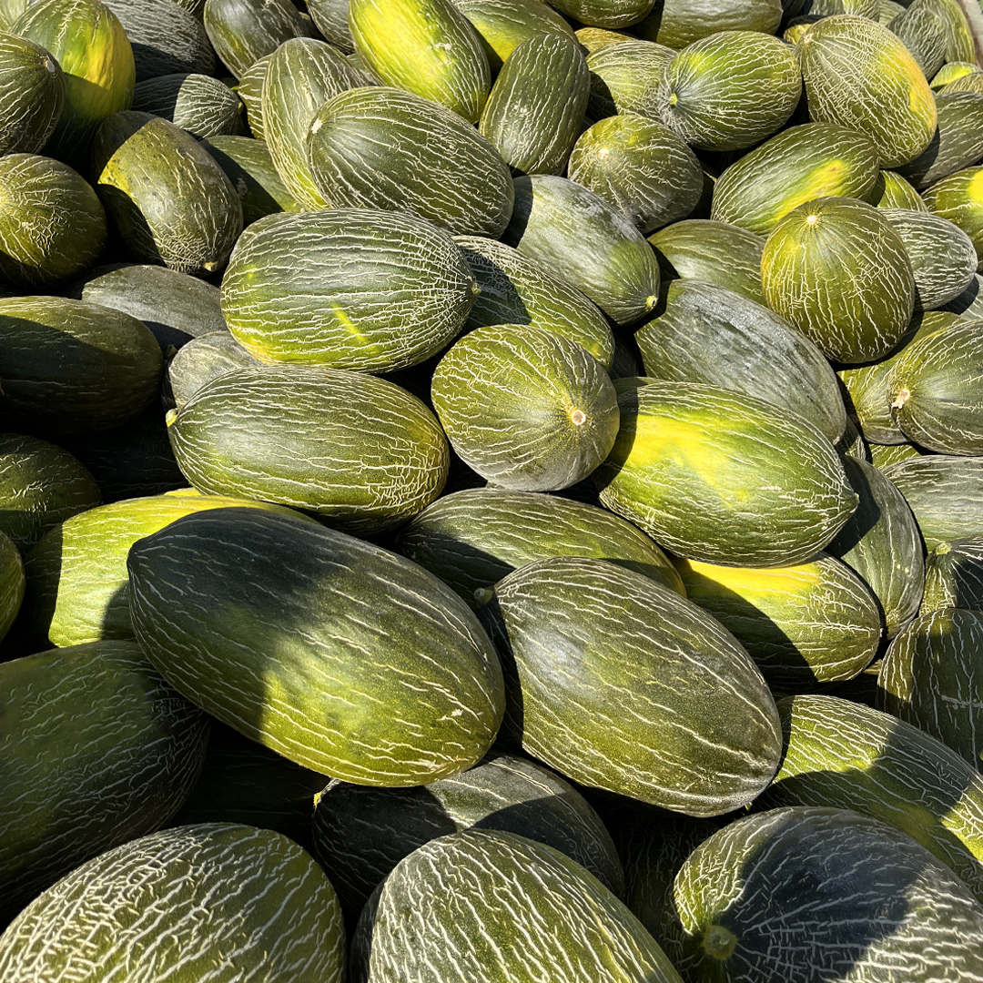 HMCLAUSEIBERICA's tweet photo. 🍈 VALDEORO F1 en plena cosecha en La Mancha 🍈
La temporada está en su mejor momento y puedes verlo en estas imágenes que nos envían de la zona 📸.

El buen sabor, firmeza y conservación de VALDEORO F1 lo convierten en la elección ideal para los cultivos🌱👌.

#hmclause https://t.co/I7EnkmNOPw