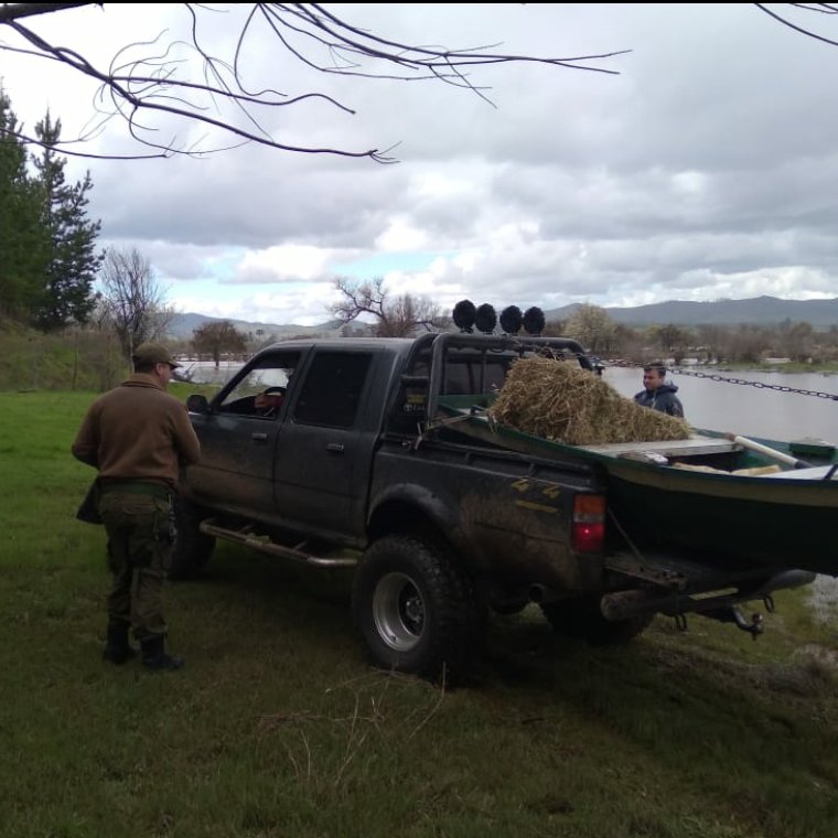 Carab_Maule's tweet photo. Hasta los lugares más lejanos, Carabineros ayudando. En #HuertaDeMaule en la comuna de #SANJAVIER llevaron alimento a 4 caballos🐎 que estaban en los alrededores del Río #Purapel, quienes permanecían aislados. Se trasladaron en botes con la colaboración de bomberos y vecinos💚. https://t.co/QIyHhuK9Tj