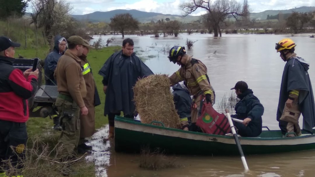 Carab_Maule's tweet photo. Hasta los lugares más lejanos, Carabineros ayudando. En #HuertaDeMaule en la comuna de #SANJAVIER llevaron alimento a 4 caballos🐎 que estaban en los alrededores del Río #Purapel, quienes permanecían aislados. Se trasladaron en botes con la colaboración de bomberos y vecinos💚. https://t.co/QIyHhuK9Tj