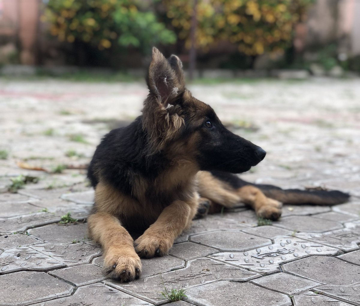 theodoras_k9's tweet photo. Proof of life. https://t.co/4jK3mE6z3N