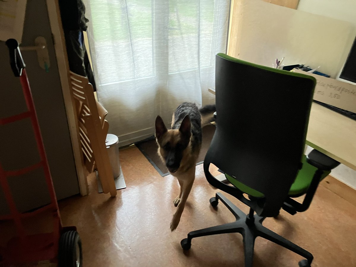 Komen aanlopen bij Bezoekerscentrum Dwingelderveld in Ruinen: herdershond. <a href="/Amivedi/">Amivedi</a> <a href="/DierenhulpNL/">Dierenambulance</a>