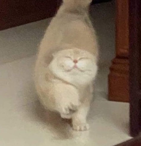 nekoyoshi_'s tweet photo. (꜆˶ᵔᵕᵔ˶)꜆  #YOSHI #요시 #ヨシ @treasuremembers https://t.co/UxjSNXkpC8